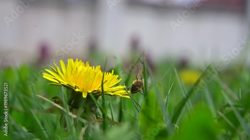 bee's right wing at an unusual angle, appearing as if it is 