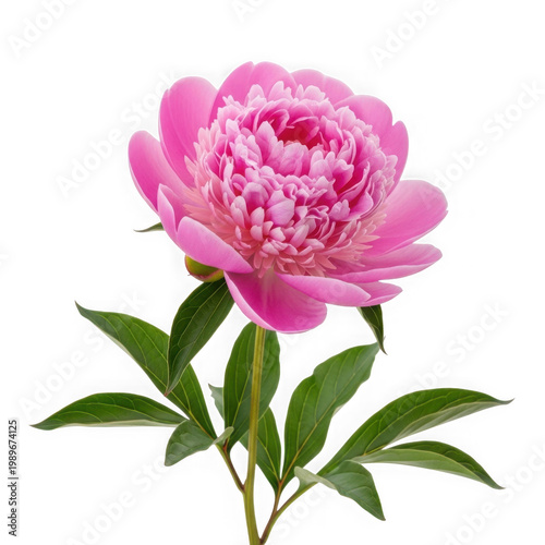A vibrant pink peony flower with delicate petals and green foliage