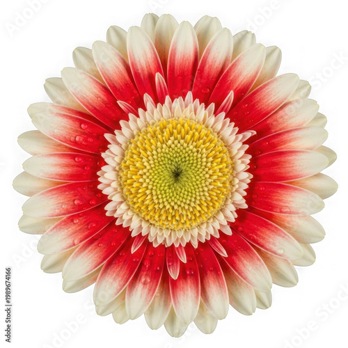 Vibrant red and yellow flower with intricate petal patterns