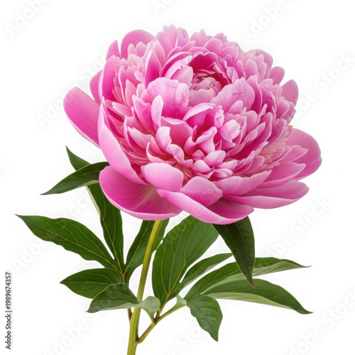 A beautifully bloomed pink peony flower with delicate petals and green foliage