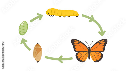 Butterfly Life Cycle Diagram