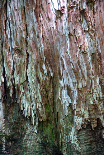 Rough bark of a California redwood tree