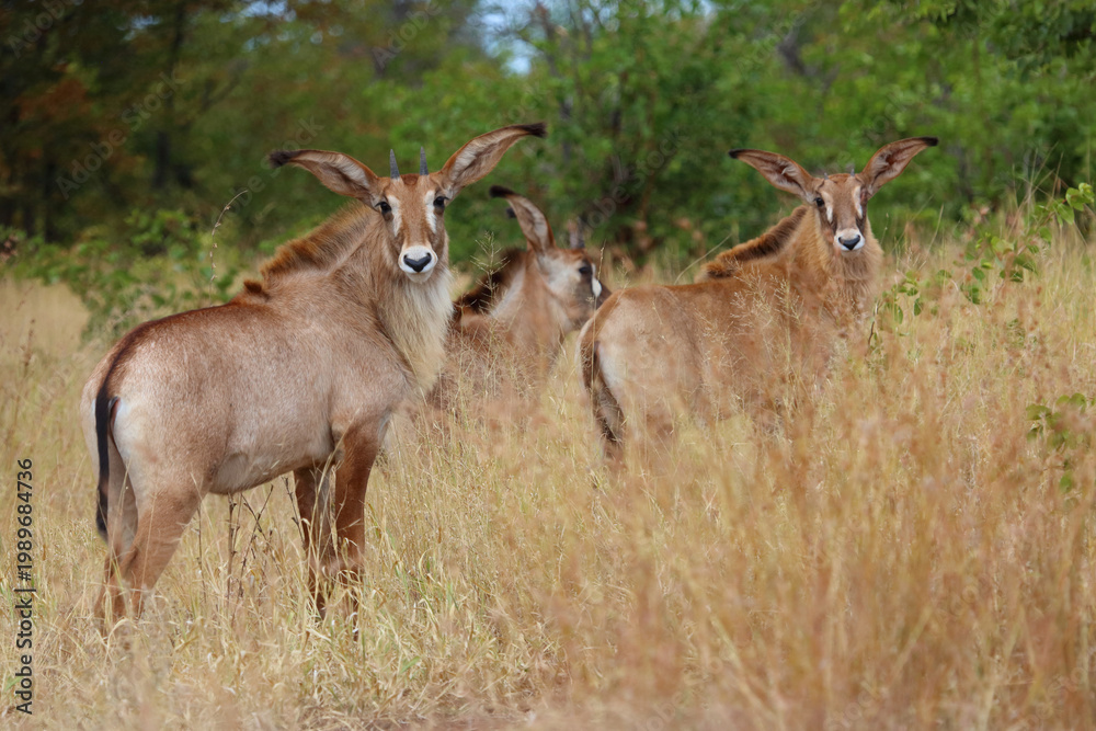 Fototapeta premium Roanantilope oder Pferdeantilope / Roan antelope / Hippotragus equinus