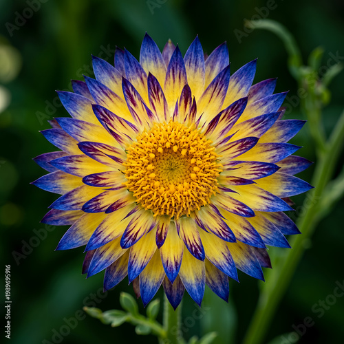A vibrant yellow sunflower blossom captures the beauty of summer nature with a bright macro closeup of its petals against a clear blue sky garden background