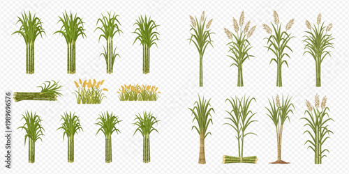 Set of various sugarcane plants with leaves and flowers on transparent background.
