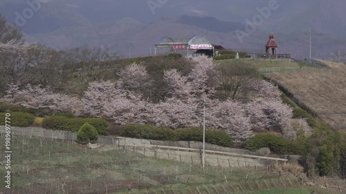 山梨県　勝沼鉄道遺産記念公園（甚六桜公園）