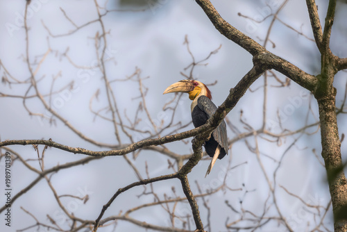 Wreathed Hornbill (Rhyticeros undulatus) at Panbang, Bhutan