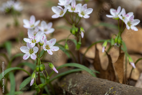 Vászonkép Virginia Spring Beauty wildflowers blooming in early spring woodland