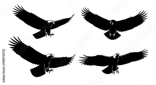 Eagles flying set with detailed wings and beaks in various poses featuring eagle, bird, beak with silhouette and black elements for nature, wildlife