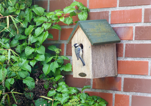Vogelhäuschen mit Kohlmeise und Futter im Schnabel