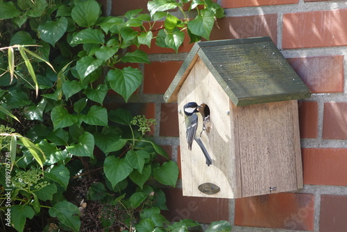 Vogelhäuschen mit Kohlmeise und Futter im Schnabel
