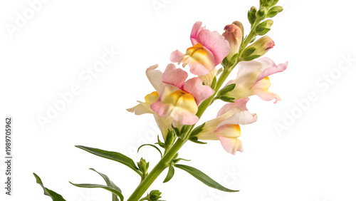 snapdragon flower isolated on white background