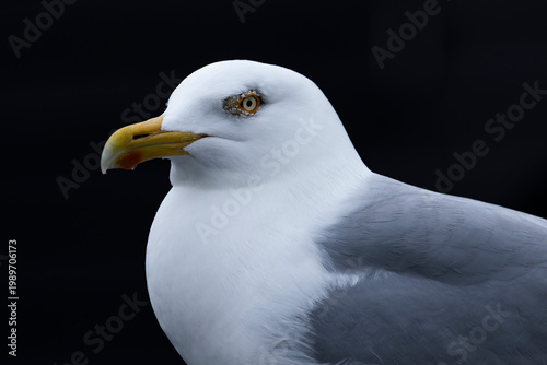 Foto Portrait of an adult European herring gull (Larus argentatus) found at Texel in