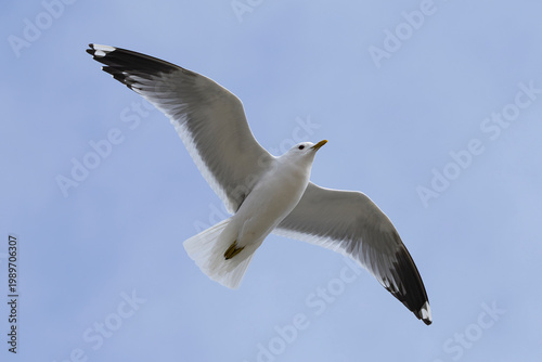 adult common gull (Larus canus) in flight, found at Texel in the Netherlands