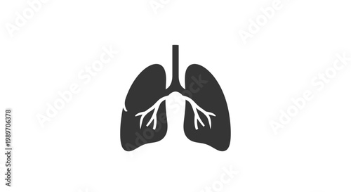 Human lungs with trachea and bronchi.