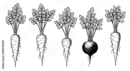 Roots vegetables sketch set with detailed carrot beet and turnip drawings for farm fresh produce and vintage packaging design