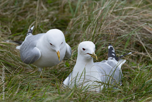 Fotografie two adult common gull (Larus canus) perching on gorund, found at Texel in the Ne