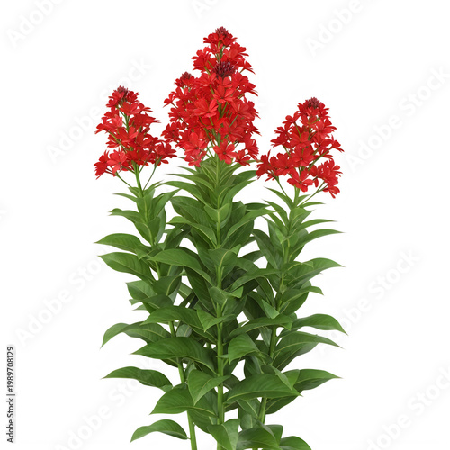 Vibrant red salvia flowers blooming in a lush green cluster