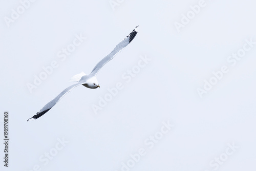 Photos adult common gull (Larus canus) in flight, found at Texel in the Netherlands