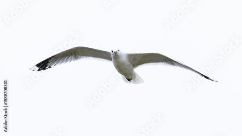 Tableau sur toile adult common gull (Larus canus) in flight, found at Texel in the Netherlands