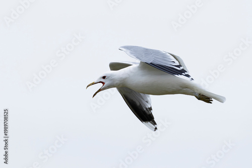 calling adult common gull (Larus canus) in flight, found at Texel in the Netherlands