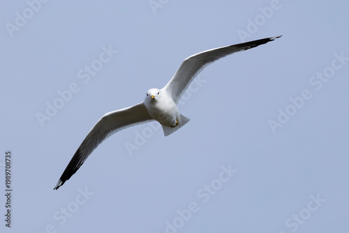 adult common gull (Larus canus) in flight, found at Texel in the Netherlands