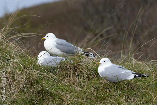 three adult common gull (Larus canus) perching on gorund, found at Texel in the Netherlands
