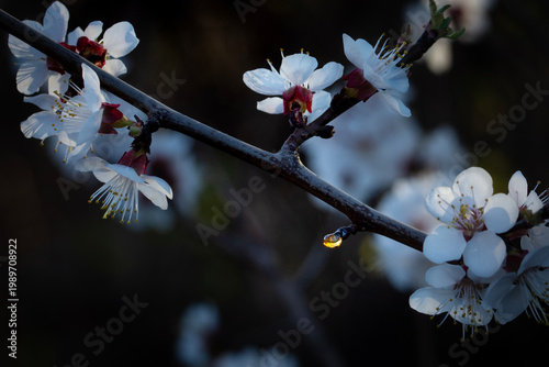 Beautiful delicate white flowers on a branch of apricot. Close up.