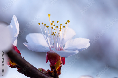 Beautiful delicate white flowers on a branch of apricot. Close up.