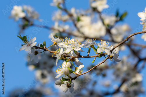 Beautiful delicate white flowers on a branch of cherry plum. Close up.