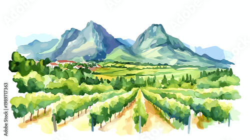Stellenbosch Winelands. Stellenbosch Winelands hand drawn watercolor illustration on white background