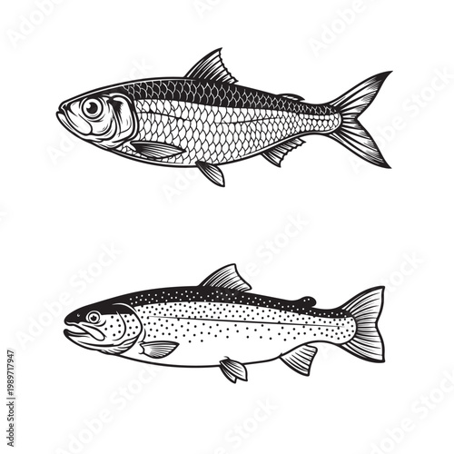 Vintage woodcut style vector illustration of a trout and a herring for seafood restaurant menu and fishing logo design