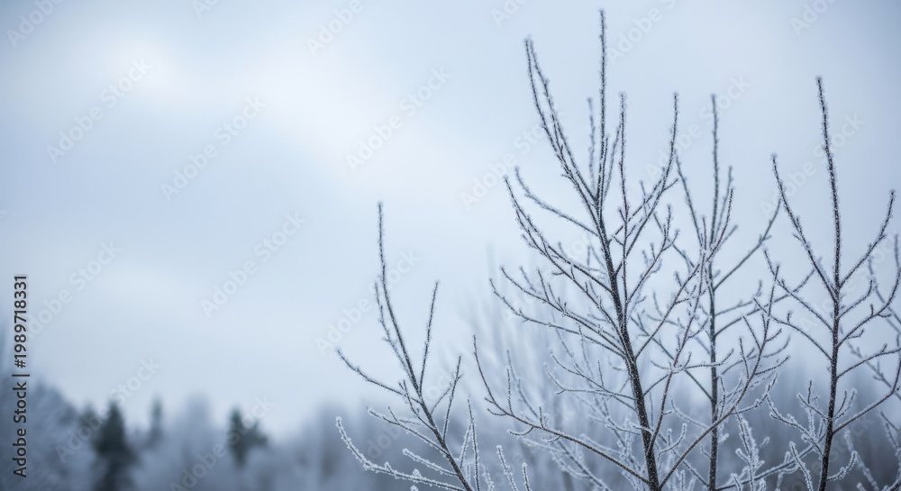 Obraz premium Bare Branches Covered in Hoarfrost