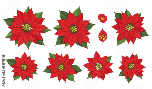 Quadro su tela Poinsettia flower vector set Christmas plant red bracts leaves illustration