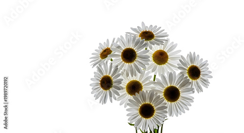 A bouquet of white daisy flowers on a black background
