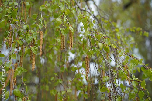 Nahaufnahme einer Hänge-Birke (Betula pendula Youngii) mit Kätzchen und jungen Blättern im Frühling