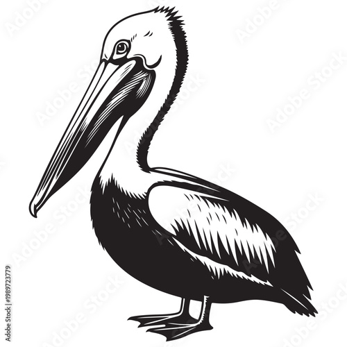 Pelican bird standing side view black and white vector illustration for nautical logo and coastal branding