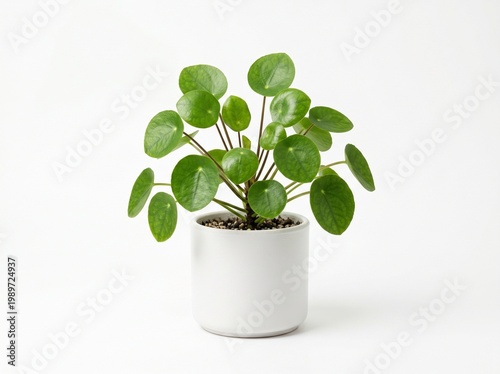 Small green indoor plant in white pot isolated on white background