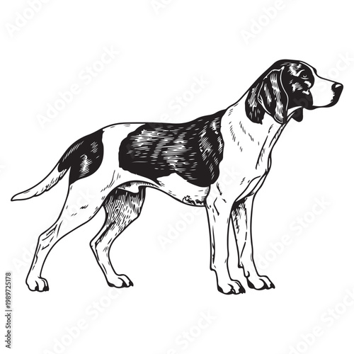 Vintage hand drawn vector illustration of a hunting dog standing in profile view for logo design and pet branding