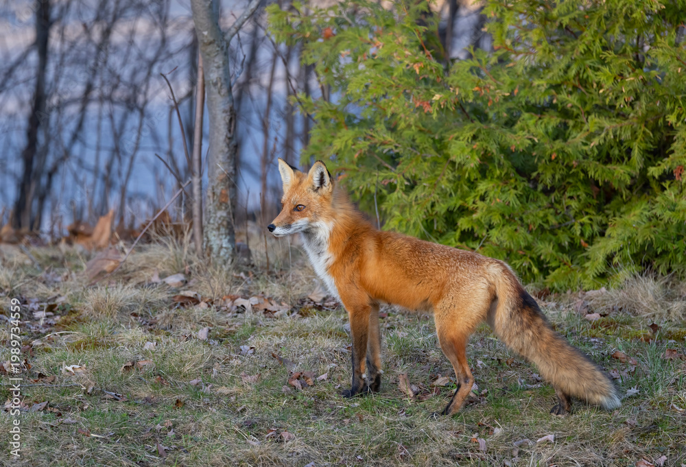 Obraz premium Red fox with a bushy tail walking through the forest near Ottawa, Canada