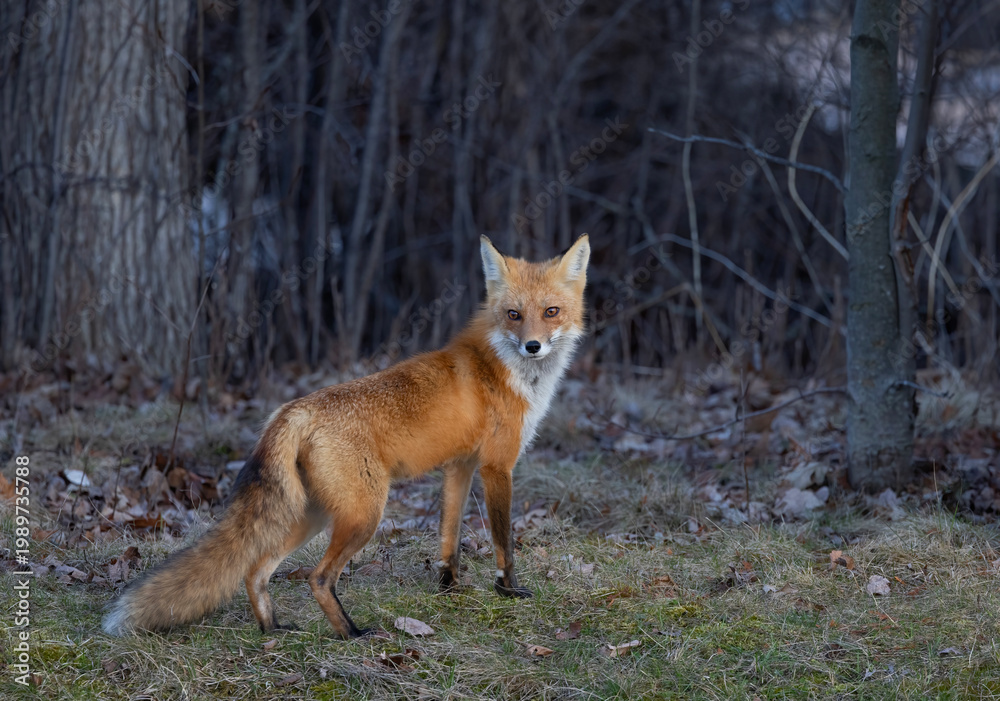 Fototapeta premium Red fox with a bushy tail walking through the forest near Ottawa, Canada