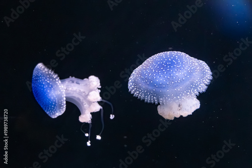 Two Australian Spotted Jellyfish (Phyllorhiza punctata) drift gracefully through dark water, their blue-tinted bells illuminated by white crystalline spots in a mesmerizing underwater display