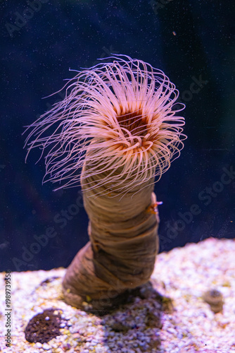 A Cylinder Anemone (Cerianthus membranaceus) extends its long, translucent tentacles from its protective tube on the sandy seabed of an aquarium display