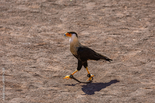 A Crested Caracara (Caracara plancus) walks across the sand, showing its long yellow legs and distinctive orange facial skin