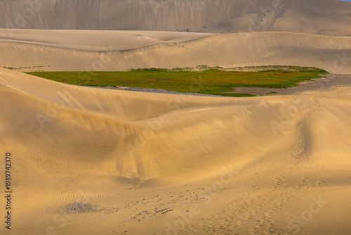 A golden expanse of the Maspalomas Dunes (Dunas de Maspalomas) featuring a lush green patch of hardy vegetation nestled within the undulating sand formations under soft morning light