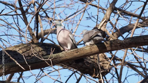 Common wood pigeon pair feeding behavior, Columba palumbus, male feeding female during breeding season