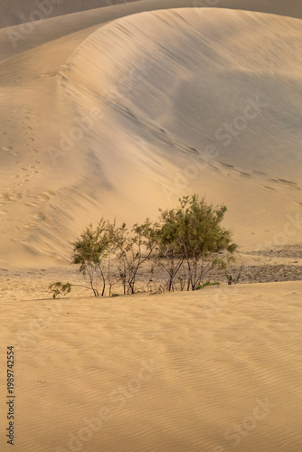 A cluster of resilient green bushes stands against a towering, wind-sculpted sand dune in the Maspalomas Dunes Nature Reserve (Dunas de Maspalomas) during the soft light of early morning