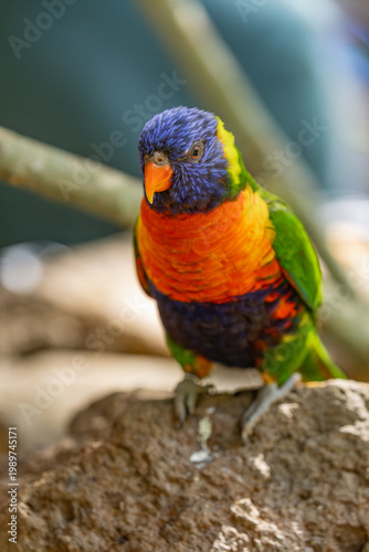A colorful Coconut Lorikeet (Trichoglossus haematodus) perches on a wooden beam, showcasing its brilliant orange breast, blue head, and lime-green wings at a wildlife park on Gran Canaria