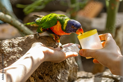 A vibrant Rainbow Lorikeet (Trichoglossus moluccanus) perched on a rock while being hand-fed from a small cup by a visitor at a wildlife park on Gran Canaria
