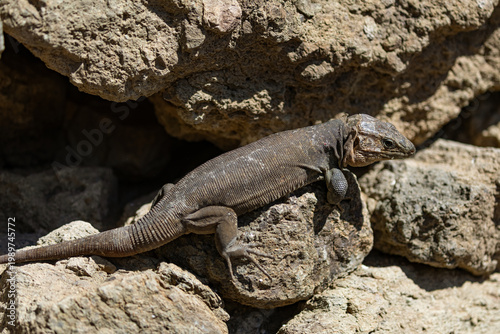 A Gran Canaria Giant Lizard (Gallotia stehlini) basking on a sun-warmed volcanic stone wall, showing the textured scales and robust build typical of this endemic reptile species